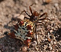 Нажмите на изображение для увеличения.

Название:	fauna2.jpg
Просмотров:	148
Размер:	111.8 Кб
ID:	309855