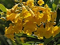 Нажмите на изображение для увеличения.

Название:	Yellow.jpg
Просмотров:	144
Размер:	158.4 Кб
ID:	309859
