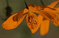 Нажмите на изображение для увеличения.

Название:	flower.jpg
Просмотров:	141
Размер:	65.2 Кб
ID:	309860