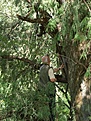 Нажмите на изображение для увеличения.

Название:	M.spinosissima.jpg
Просмотров:	139
Размер:	101.6 Кб
ID:	309880
