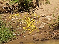 Нажмите на изображение для увеличения.

Название:	Butterflies.jpg
Просмотров:	136
Размер:	163.1 Кб
ID:	309883