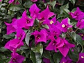 Нажмите на изображение для увеличения.

Название:	bougainvillea.jpg
Просмотров:	107
Размер:	88.5 Кб
ID:	309995