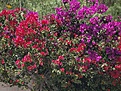 Нажмите на изображение для увеличения.

Название:	bougainvillea.jpg
Просмотров:	106
Размер:	169.7 Кб
ID:	310048