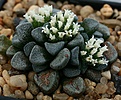 Нажмите на изображение для увеличения.

Название:	Crassula_mesembryanthemopsis_Pofadder_IMG_1058.jpg
Просмотров:	287
Размер:	117.1 Кб
ID:	310092