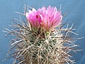 Нажмите на изображение для увеличения.

Название:	sclerocactus_parviflorus_sb_474_coconino_co_az.jpg
Просмотров:	192
Размер:	229.2 Кб
ID:	310113