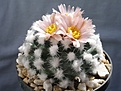 Нажмите на изображение для увеличения.

Название:	pediocactus_bradyi_ssp_winkleri_rp_132_wayne_co_ut.jpg
Просмотров:	193
Размер:	167.9 Кб
ID:	310117