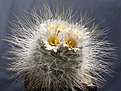 Нажмите на изображение для увеличения.

Название:	pediocactus_paradinei_1.jpg
Просмотров:	192
Размер:	158.0 Кб
ID:	310119