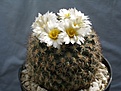Нажмите на изображение для увеличения.

Название:	pediocactus_simpsonii_fh_94_montana.jpg
Просмотров:	186
Размер:	186.0 Кб
ID:	310120