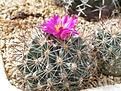 Нажмите на изображение для увеличения.

Название:	pediocactus_simpsonii_ssp_indraianus_fh_5_idaho.jpg
Просмотров:	209
Размер:	173.4 Кб
ID:	310121