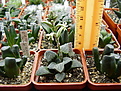 Нажмите на изображение для увеличения.

Название:	Haworthia_pygmaea.jpg
Просмотров:	166
Размер:	206.1 Кб
ID:	310122