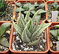 Нажмите на изображение для увеличения.

Название:	H.marginataf.variegata.jpg
Просмотров:	175
Размер:	279.2 Кб
ID:	310169