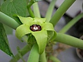 Нажмите на изображение для увеличения.

Название:	Gonolobuscyclophyllus.jpg
Просмотров:	13903
Размер:	14.3 Кб
ID:	310176