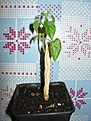 Нажмите на изображение для увеличения.

Название:	Gonolobuscyclophyllus1.jpg
Просмотров:	14137
Размер:	40.8 Кб
ID:	310178