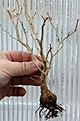 Нажмите на изображение для увеличения.

Название:	Pachycormus_discolor_IMG_1233.jpg
Просмотров:	211
Размер:	63.0 Кб
ID:	310211