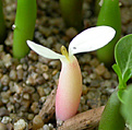 Нажмите на изображение для увеличения.

Название:	Adenium_mut.jpg
Просмотров:	189
Размер:	77.2 Кб
ID:	310238