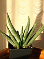 Нажмите на изображение для увеличения.

Название:	Gasteria__verrucosa.jpg
Просмотров:	229
Размер:	30.1 Кб
ID:	310241