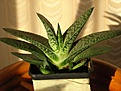 Нажмите на изображение для увеличения.

Название:	Gasteria_sp.jpg
Просмотров:	227
Размер:	29.6 Кб
ID:	310242