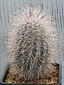 Нажмите на изображение для увеличения.

Название:	Echinocereus_viridiflorus_canus_IMG_1210.jpg
Просмотров:	232
Размер:	160.0 Кб
ID:	310286