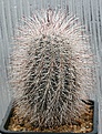 Нажмите на изображение для увеличения.

Название:	Echinocereus_viridiflorus_canus_IMG_1210.jpg
Просмотров:	207
Размер:	160.0 Кб
ID:	310286