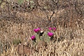 Нажмите на изображение для увеличения.

Название:	IMG_7446.jpg
Просмотров:	157
Размер:	230.3 Кб
ID:	310334