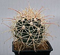 Нажмите на изображение для увеличения.

Название:	Ferocactus_cylindraceus_albispinus_IMG_1378.jpg
Просмотров:	241
Размер:	97.7 Кб
ID:	310351