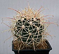 Нажмите на изображение для увеличения.

Название:	Ferocactus_cylindraceus_albispinus_IMG_1378.jpg
Просмотров:	213
Размер:	97.7 Кб
ID:	310351