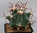 Нажмите на изображение для увеличения.

Название:	Ferocactus_emoryi_IMG_1440.jpg
Просмотров:	244
Размер:	88.2 Кб
ID:	310352