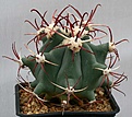 Нажмите на изображение для увеличения.

Название:	Ferocactus_emoryi_IMG_1440.jpg
Просмотров:	216
Размер:	88.2 Кб
ID:	310352