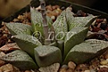 Нажмите на изображение для увеличения.

Название:	HemelyaeexMG3845.1seeds.jpg
Просмотров:	192
Размер:	44.1 Кб
ID:	310372
