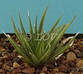Нажмите на изображение для увеличения.

Название:	HwittebergensisCG2210variegata.jpg
Просмотров:	188
Размер:	52.3 Кб
ID:	310377