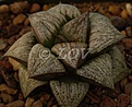 Нажмите на изображение для увеличения.

Название:	Hpygmaeavsplendenspop31exSH.jpg
Просмотров:	231
Размер:	50.9 Кб
ID:	310395