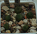 Нажмите на изображение для увеличения.

Название:	Pseudolithos.jpg
Просмотров:	755
Размер:	18.3 Кб
ID:	310416