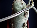 Нажмите на изображение для увеличения.

Название:	seeds01.jpg
Просмотров:	693
Размер:	132.9 Кб
ID:	310426