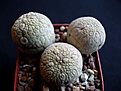 Нажмите на изображение для увеличения.

Название:	seedlingspseudolithos.jpg
Просмотров:	479
Размер:	163.3 Кб
ID:	310468