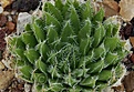 Нажмите на изображение для увеличения.

Название:	HarachnoideaexMG3830.8seeds.jpg
Просмотров:	188
Размер:	68.8 Кб
ID:	310479