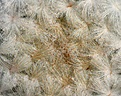 Нажмите на изображение для увеличения.

Название:	Mammillaria_plumosa-apex_IMG_1508.jpg
Просмотров:	154
Размер:	248.3 Кб
ID:	310542