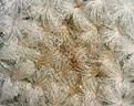 Нажмите на изображение для увеличения.

Название:	Mammillaria_plumosa-apex_IMG_1508.jpg
Просмотров:	185
Размер:	248.3 Кб
ID:	310542