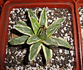 Нажмите на изображение для увеличения.

Название:	Agavevictoriae-reginae_f.variegata.jpg
Просмотров:	188
Размер:	228.4 Кб
ID:	310558
