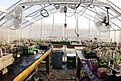 Нажмите на изображение для увеличения.

Название:	greenhousein1.jpg
Просмотров:	180
Размер:	107.4 Кб
ID:	310567