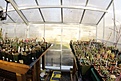 Нажмите на изображение для увеличения.

Название:	greenhousein2.jpg
Просмотров:	181
Размер:	97.8 Кб
ID:	310568