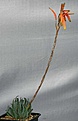 Нажмите на изображение для увеличения.

Название:	Aloe_humilis_ZuurbronIB12433_IMG_1534.jpg
Просмотров:	244
Размер:	57.4 Кб
ID:	310621