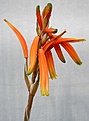 Нажмите на изображение для увеличения.

Название:	Aloe_humilis_ZuurbronIB12433_IMG_1536.jpg
Просмотров:	243
Размер:	52.2 Кб
ID:	310622
