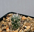 Нажмите на изображение для увеличения.

Название:	Tephrocactus_floccosus_IMG_1620.jpg
Просмотров:	287
Размер:	84.8 Кб
ID:	310669