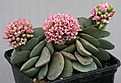 Нажмите на изображение для увеличения.

Название:	Crassula_cv_Morgans_Beauty_IMG_1661.jpg
Просмотров:	258
Размер:	77.4 Кб
ID:	310670