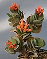 Нажмите на изображение для увеличения.

Название:	Kalanchoe_scapigera_IMG_1752.jpg
Просмотров:	284
Размер:	77.2 Кб
ID:	310691