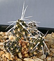 Нажмите на изображение для увеличения.

Название:	Maihueniopsis_glomerata_DJF177_IMG_1713.jpg
Просмотров:	327
Размер:	125.3 Кб
ID:	310692