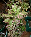 Нажмите на изображение для увеличения.

Название:	Pereskiopsis_variegata_08180011.jpg
Просмотров:	371
Размер:	86.1 Кб
ID:	310697