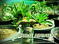 Нажмите на изображение для увеличения.

Название:	Coral-Adenium-G6.jpg
Просмотров:	225
Размер:	69.2 Кб
ID:	310702
