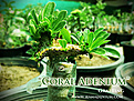 Нажмите на изображение для увеличения.

Название:	Coral-Adenium-G6.jpg
Просмотров:	199
Размер:	69.2 Кб
ID:	310702