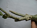 Нажмите на изображение для увеличения.

Название:	.JPG
Просмотров:	223
Размер:	13.3 Кб
ID:	310713